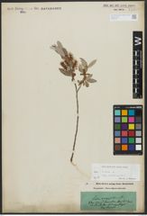 Foto von Salix alba subsp. vitellina (L.) Arcang.